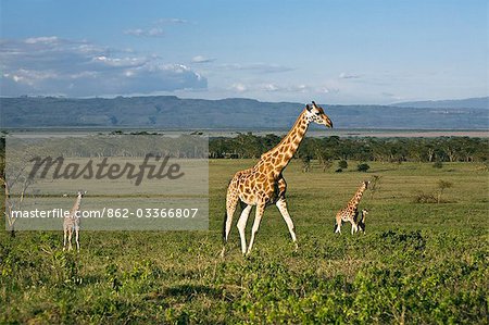 Kenya,Nakuru,Nakuru National Park. Rothschild giraffes (Giraffa camelopardalis) in Nakuru National Park. Kenya,Nakuru,Nakuru National Park. Rothschild giraffes (Giraffa camelopardalis) in Nakuru National Park.