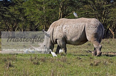 Kenya, Nakuru, Nakuru National Park. Un rhinocéros blanc fait paître dans le Parc National de Nakuru avec aigrettes bovins présents. Kenya, Nakuru, Nakuru National Park. Un rhinocéros blanc fait paître dans le Parc National de Nakuru avec aigrettes bovins présents.