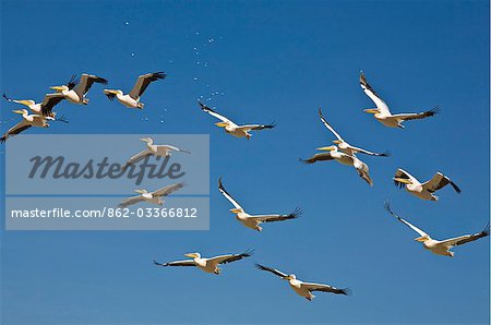 Kenya,Nakuru,Nakuru National Park. Great White Pelicans on the wing above Lake Nakuru. Kenya,Nakuru,Nakuru National Park. Great White Pelicans on the wing above Lake Nakuru.