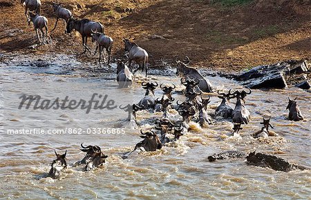 District de Narok Kenya, Masai Mara. Un jeune gnou traverser la rivière Mara au cours de leur migration annuelle du Parc National du Serengeti en Tanzanie du Nord à la réserve nationale de Masai Mara au Kenya du Sud, est attaqué par deux crocodiles.