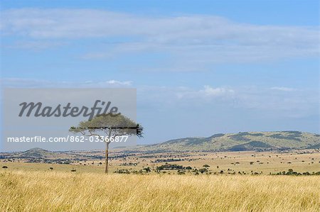 Kenya, Masai Mara National Reserve. Les plaines herbeuses de Masai Mara.