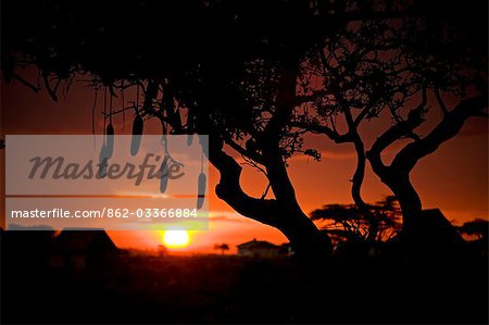 Kenya,Masai Mara National Reserve. The long heavy sausage fruit hang down from a Sausage Tree at sunset.