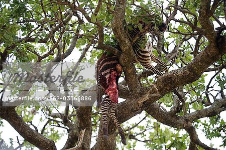 Kenya, Masai Mara National Reserve. Les restes mâchées d'une carcasse de jeune zèbre est déposée dans un arbre par un léopard pour assurer la sécurité du lion, les hyènes et les autres prédateurs de la tuer.