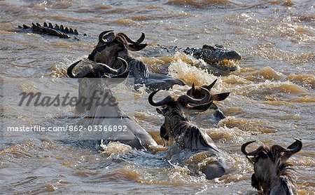 Kenya,Maasai Mara,Narok district. As wildebeest swim across the Mara River during their annual migration from the Serengeti National Park in Northern Tanzania to the Masai Mara National Reserve in Southern Kenya,a large crocodile comes to attack one of them.