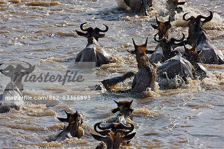 District de Narok Kenya, Masai Mara. Comme gnou traverser la rivière Mara au cours de leur migration annuelle du Parc National du Serengeti en Tanzanie du Nord à la réserve nationale de Masai Mara au Kenya du Sud, un crocodiles attaque une d'entre elles.