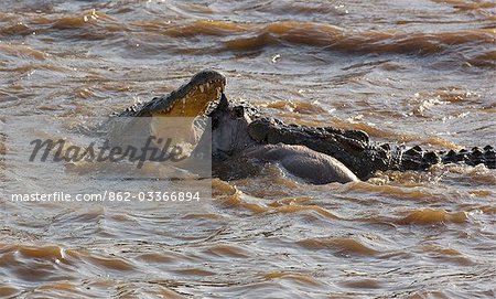Kenya,Maasai Mara,Narok district. A young wildebeest is attacked and killed by two large crocodiles while it swims across the Mara River during the annual migration from the Serengeti National Park in Northern Tanzania to the Masai Mara National Reserve in Southern Kenya.