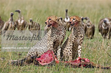 District de Narok Kenya, Masai Mara. Deux guépards fête sur un jeune gnou, qu'ils ont tué dans le Masai Mara réserve nationale du Kenya sud tandis que les vautours attendent leur tour pour les restes.
