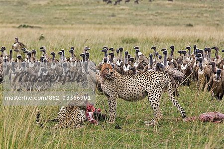 District de Narok Kenya, Masai Mara. Deux guépards fête sur un jeune gnou, qu'ils ont tué dans le Masai Mara réserve nationale du Kenya sud tandis que les vautours attendent leur tour pour les restes.