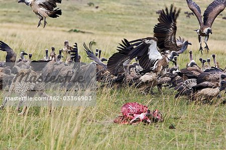 District de Narok Kenya, Masai Mara. Un guépard accompagne les vautours qui empiètent sur sa mort dans le Masai Mara réserve nationale du Kenya Sud.