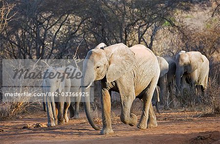 Kenya, Tsavo est, Ithumba. Jeunes éléphants à travers le pays de la brousse sèche à Ithumba où le David Sheldrick Wildlife Trust gère une unité très importante pour les orphelins.