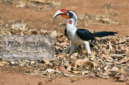 Kenya,Tsavo East,Ithumba. A male Von der Decken's Hornbill at Ithumba in the northern sector of Tsavo East National Park.
