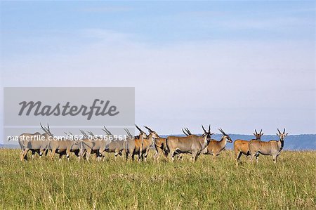 Kenya, district de Narok, Masai Mara. Un troupeau d'élands dans la réserve nationale de Masai Mara.