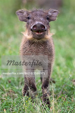 Kenya,Narok district,Masai Mara. A warthog piglet in Masai Mara National Reserve.