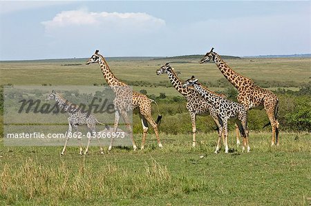 Kenya, district de Narok, Masai Mara. Un troupeau de girafes Masaï dans la réserve nationale de Masai Mara.