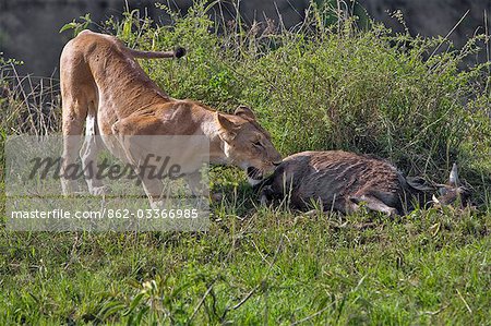 Kenya, district de Narok, Masai Mara. Une lionne avec son kill dans la réserve nationale de Masai Mara.