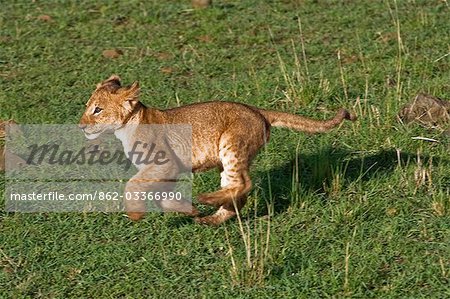 Kenya,Narok district,Masai Mara. A lion cub runs after its mother in Masai Mara National Reserve.