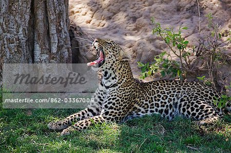 Kenya, district de Narok, Masai Mara. Un léopard bâille montrant ses puissantes mâchoires et des dents pointues dans la réserve nationale de Masai Mara.