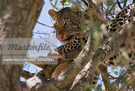 Kenya, district de Narok, Masai Mara. Un leopard dévorant son kill d'antilope impala dans un arbre dans la réserve nationale de Masai Mara.