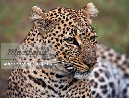 Kenya,Narok district,Masai Mara. A close-up of a leopard in Masai Mara National Reserve.