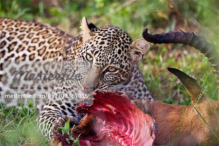 Kenya,Narok district,Masai Mara. A leopard devours its impala antelope kill in Masai Mara National Reserve.