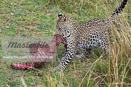 Kenya, district de Narok, Masai Mara. Un ourson léopard fait glisser une partie à l'extérieur d'une carcasse d'antilope impala dans la réserve nationale de Masai Mara. Kenya, district de Narok, Masai Mara. Un ourson léopard fait glisser une partie à l'extérieur d'une carcasse d'antilope impala dans la réserve nationale de Masai Mara.