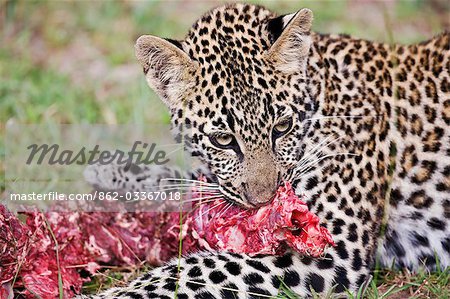 Kenya,Narok district,Masai Mara. A leopard cub devours meat from an impala antelope carcass in Masai Mara National Reserve.