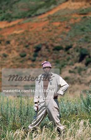 Basotho aîné avec tuyau travaillant dans les champs.