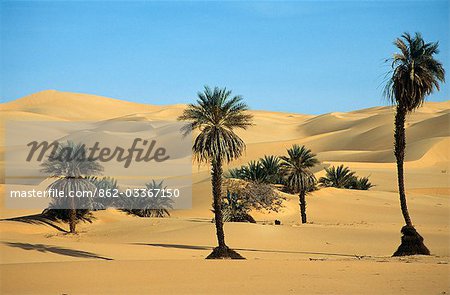 Palmiers dans l'Idehan Ubari, Wadi al-Hyat, Libye (aussi connu comme le Ramlat Dawada de la mer de sable de Ubari). Les nappes d'eau souterraines permettent de palmiers s'épanouir sans irrigation dans le désert.