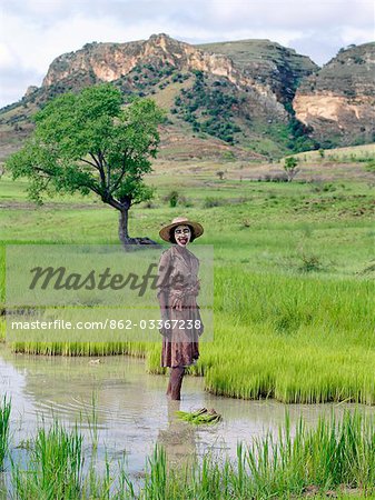 Une femme de Bara travaille dans ses rizières près du Parc National de l'Isalo. Le riz est l'aliment de base du peuple malgache. Elle a mis sur son visage une pâte confectionnée à partir des graines réduites en poudre et le bois d'un arbre spécial pour éviter les coups de soleil.