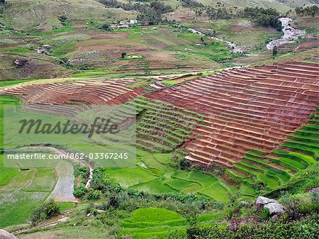 Terraced paddy fields in the well-watered highlands of Madagascar. Rice is the staple food of the Malagasy people.