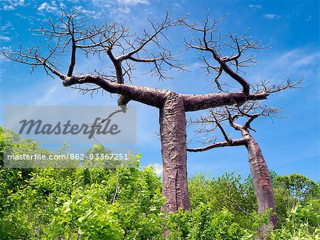 Baobab-Bäume, Adansonia Suarezensis, wachsen in die Wälder um Antsiranana, ehemals bekannt als Diego Suarez. Dieser nördlichen Flat-Top-Baobab ist eine von weltweit acht Baobab-Arten, von denen sechs in Madagaskar endemisch sind. Eine Art ist in Afrika und in Nordwest-Australien gefunden. Die Vielfalt in Madagaskar würde vorschlagen, dass Baobabs es zuerst entwickelt.