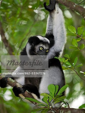 Un Lémurien Indri (Indri indri) dans l'est de Madagascar. L'Indri sont plus grand lémurien de Madagscar, debout sur un mètre de hauteur, avec une queue à peine visible.