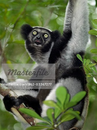 An Indri (Indri indri) in eastern Madagascar. The Indri are Madagscar's largest lemur,standing about a metre high,with a barely visible tail. An Indri (Indri indri) in eastern Madagascar. The Indri are Madagscar's largest lemur,standing about a metre high,with a barely visible tail.