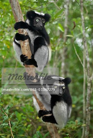 Two Indri (Indri indri) in eastern Madagascar. The Indri are Madagscar's largest lemur,standing about a metre high,with a barely visible tail.