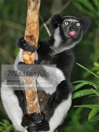 Un Lémurien Indri (Indri indri) dans l'est de Madagascar. L'Indri sont plus grand lémurien de Madagscar, debout sur un mètre de hauteur, avec une queue à peine visible. Un Lémurien Indri (Indri indri) dans l'est de Madagascar. L'Indri sont plus grand lémurien de Madagscar, debout sur un mètre de hauteur, avec une queue à peine visible.