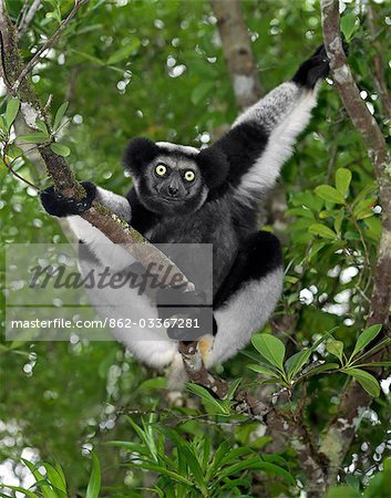 Un Lémurien Indri (Indri indri) dans l'est de Madagascar. L'Indri sont plus grand lémurien de Madagscar, debout sur un mètre de hauteur, avec une queue à peine visible. Un Lémurien Indri (Indri indri) dans l'est de Madagascar. L'Indri sont plus grand lémurien de Madagscar, debout sur un mètre de hauteur, avec une queue à peine visible.