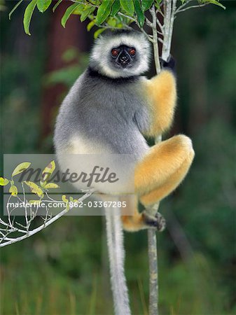 A Diademed Sifaka (Propithecus diadema) in Matandia National Park,eastern Madagascar. A Diademed Sifaka (Propithecus diadema) in Matandia National Park,eastern Madagascar.