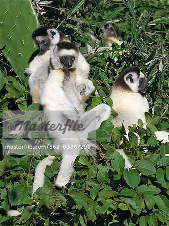 Sifaka de Verreaux, un (Propithecus verreauxi). Ces lémuriens sont souvent appelés « lemur danse » pour leur capacité à tenu debout sur le sol et le saut spectaculaire entre les arbres.