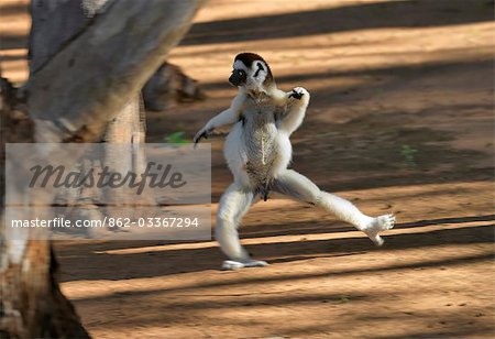 A Verreaux's Sifaka (Propithecus verreauxi). These lemurs are often called the 'dancing lemur' for their ability to bound upright over the ground and leap spectacularly from tree to tree. A Verreaux's Sifaka (Propithecus verreauxi). These lemurs are often called the 'dancing lemur' for their ability to bound upright over the ground and leap spectacularly from tree to tree.