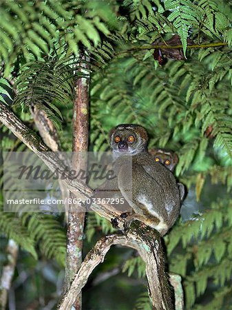 Eastern woolly lemurs (Avahi) in Andasibe National Park. These lemurs are nocturnal.