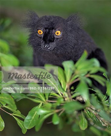 Un Lémur noir (Eulemur macaco). Cette espèce vit dans les îles au large du nord-est de Madagascar. Un Lémur noir (Eulemur macaco). Cette espèce vit dans les îles au large du nord-est de Madagascar.