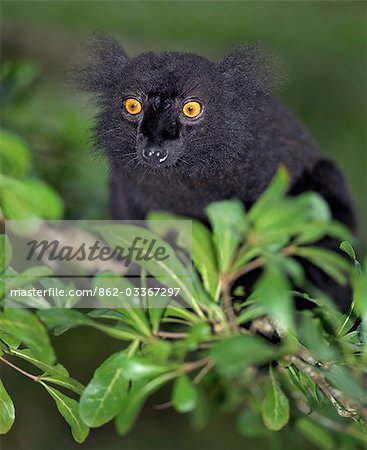 Un Lémur noir (Eulemur macaco). Cette espèce vit dans les îles au large du nord-est de Madagascar.