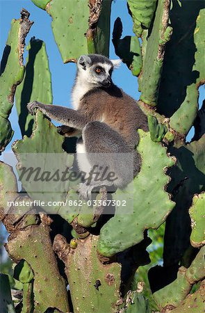 Un Lémur Catta (Lemur catta) assis sur un cactus de poire épineuse dont ils se nourrissent. Ce lémurien est facilement reconnaissable à sa queue bagué.