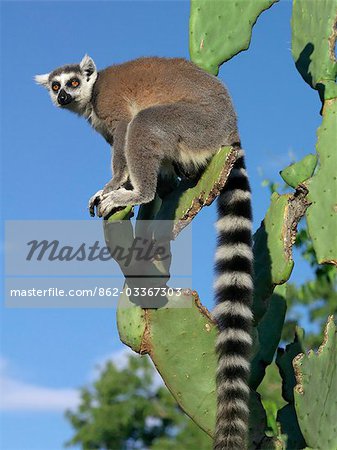 Un Lemur Catta (Lemur catta) une pause sur un cactus de poire épineuse dont ils se nourrissent. Ce lémurien est facilement reconnaissable à sa queue bagué.