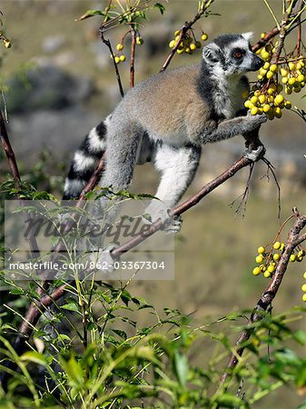 Un Lémur Catta (Lemur catta) se nourrissant de fruits sauvages de Madagascar lilas dans le Canyon des makis, Parc National d'Isalo.