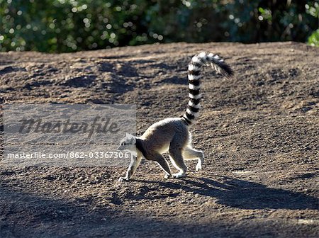 A ring-tailed lemur (Lemur catta) crosses a large rock in the Anja Park. This lemur is easily recognisable by its banded tail.