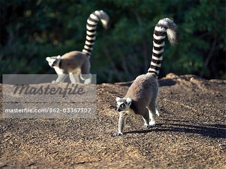 Two Ring-tailed Lemurs (Lemur catta) cross a large rock in the Anja Park in the late afternoon. These lemurs are easily recognisable by their banded tails.