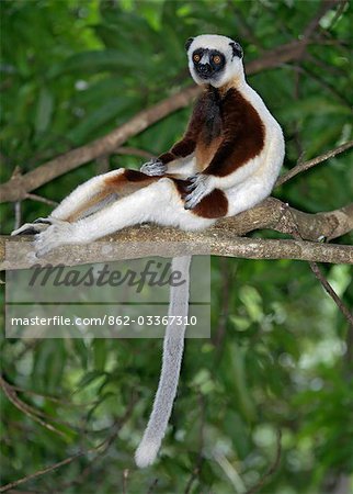 Propithèque de Coquerel, un (Propithecus verreauxi coquereli) qui se trouve dans les forêts sèches du Nord-Ouest de Madagascar.