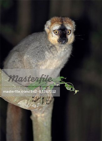 Un Lémurien brun (Eulemur fulvus rufus). Un Lémurien brun (Eulemur fulvus rufus).
