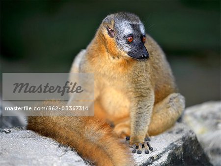 A Brown lemur (Eulemur fulvus rufus) in the Canyon des makis,Isalo National Park.